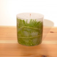 GREEN CANDLE ( L ) - シシガシラ