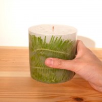 GREEN CANDLE ( L ) - シシガシラ